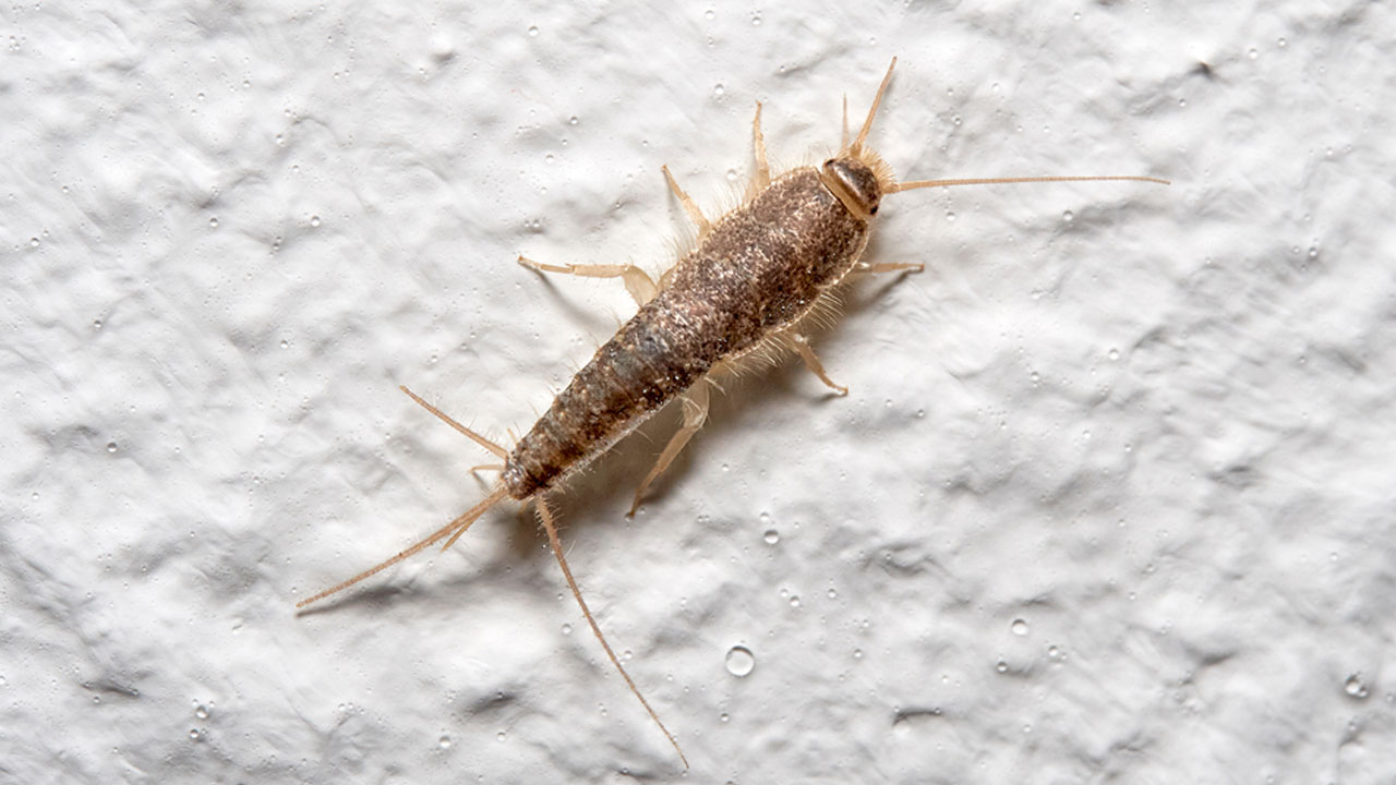 Foto - Evlerin gizli misafirleri... Geceleri ortaya çıkan gümüş böceklerinden kurtulmanın yolları