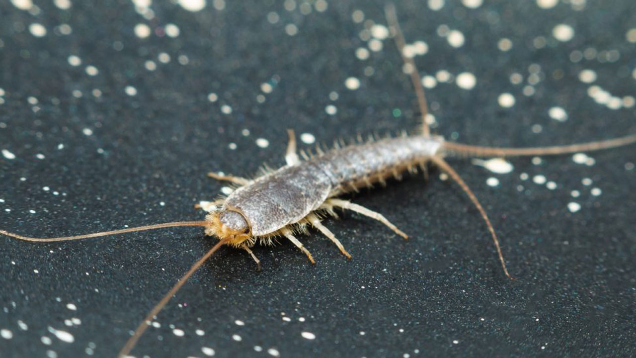 Foto - Evlerin gizli misafirleri... Geceleri ortaya çıkan gümüş böceklerinden kurtulmanın yolları