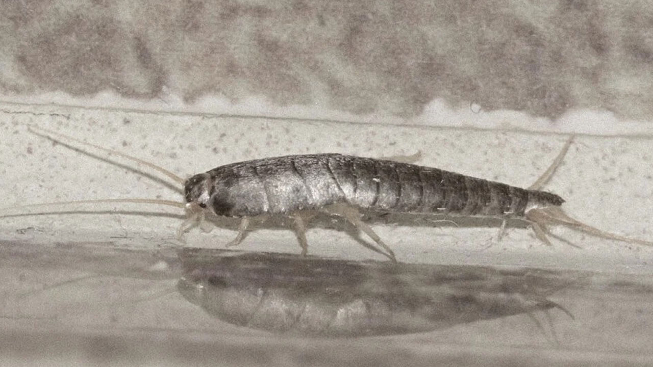 Foto - Evlerin gizli misafirleri... Geceleri ortaya çıkan gümüş böceklerinden kurtulmanın yolları