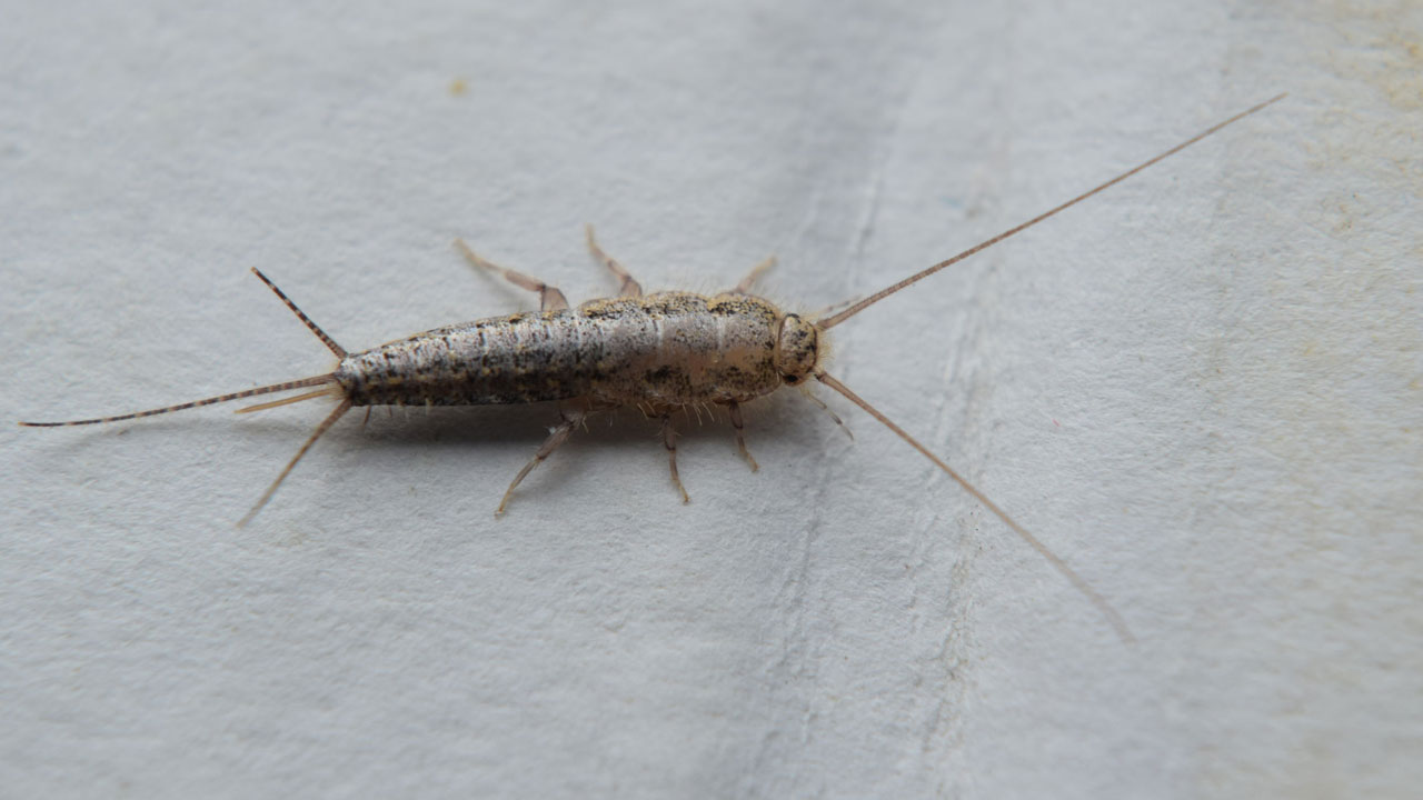 Foto - Evlerin gizli misafirleri... Geceleri ortaya çıkan gümüş böceklerinden kurtulmanın yolları