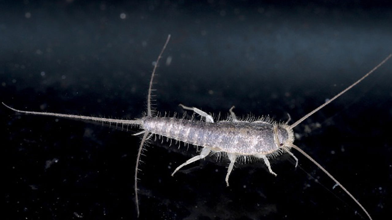 Foto - Evlerin gizli misafirleri... Geceleri ortaya çıkan gümüş böceklerinden kurtulmanın yolları