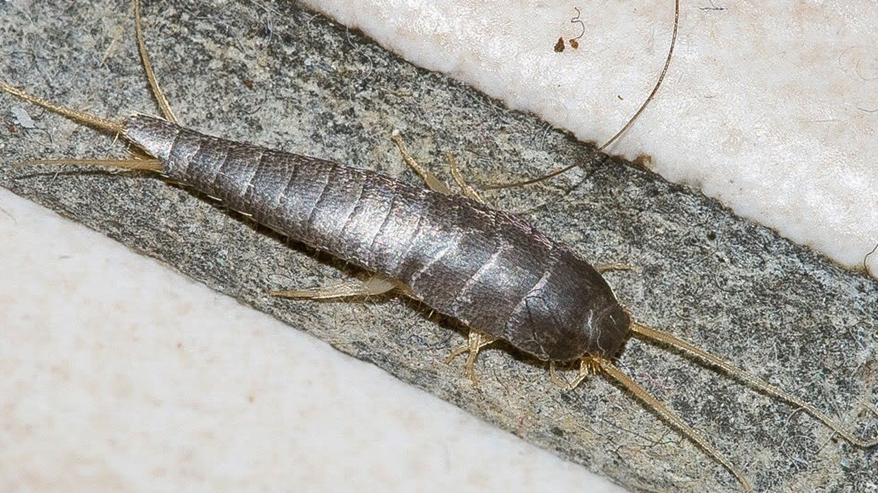 Foto - Evlerin gizli misafirleri... Geceleri ortaya çıkan gümüş böceklerinden kurtulmanın yolları