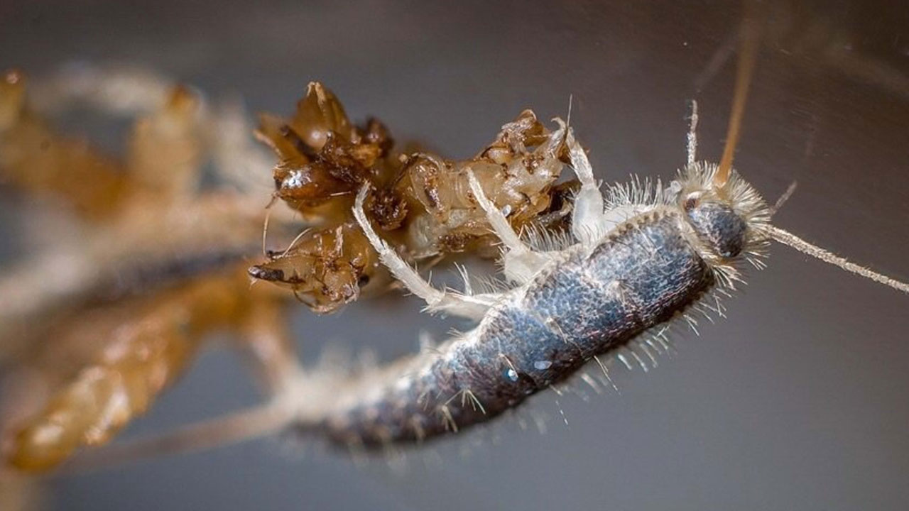 Foto - Evlerin gizli misafirleri... Geceleri ortaya çıkan gümüş böceklerinden kurtulmanın yolları