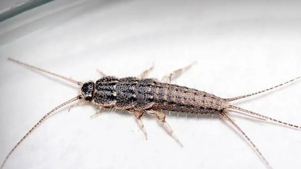 Foto - Evlerin gizli misafirleri... Geceleri ortaya çıkan gümüş böceklerinden kurtulmanın yolları