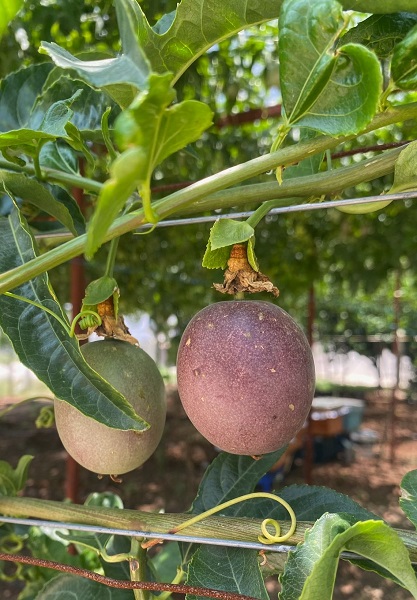 Foto - Evlerinin önünde yetiştirdiler! İlk hasatta 2 ton ürün aldılar