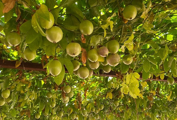 Foto - Evlerinin önünde yetiştirdiler! İlk hasatta 2 ton ürün aldılar