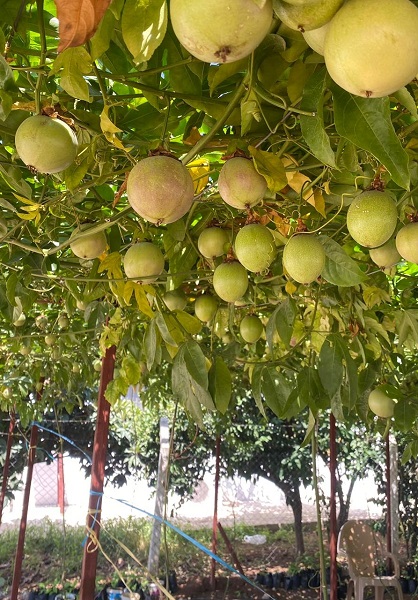 Foto - Evlerinin önünde yetiştirdiler! İlk hasatta 2 ton ürün aldılar