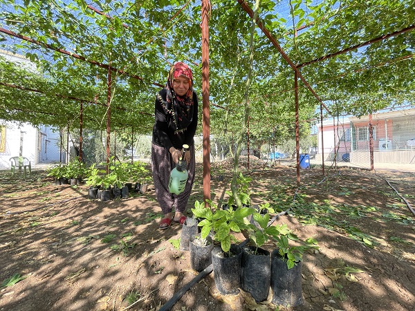 Foto - Evlerinin önünde yetiştirdiler! İlk hasatta 2 ton ürün aldılar