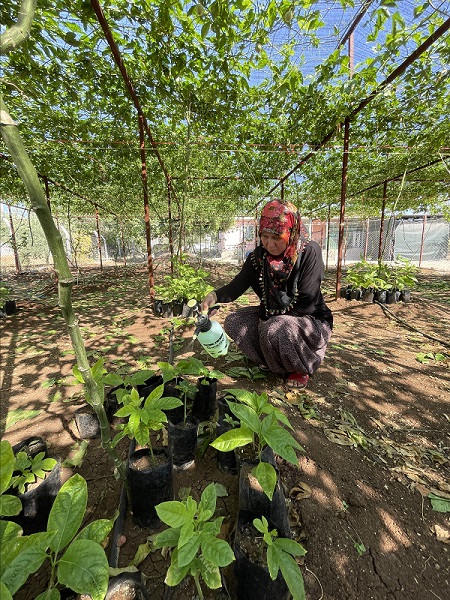 Foto - Evlerinin önünde yetiştirdiler! İlk hasatta 2 ton ürün aldılar