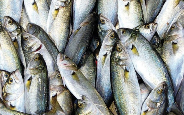 Foto - Eylül ayında tüketilmesi gereken balıklar! 10 balık vücudu yeniden doğmuş gibi yapıyor! Balık sezonu başladı