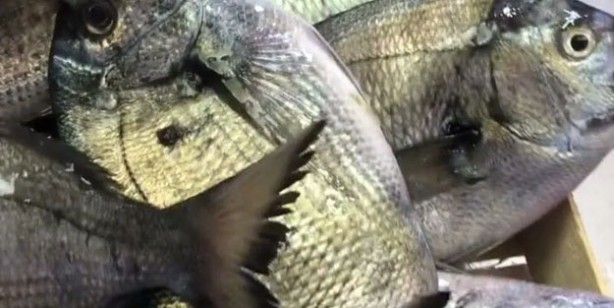 Eylül ayında tüketilmesi gereken balıklar! 10 balık vücudu yeniden doğmuş gibi yapıyor! Balık sezonu başladı