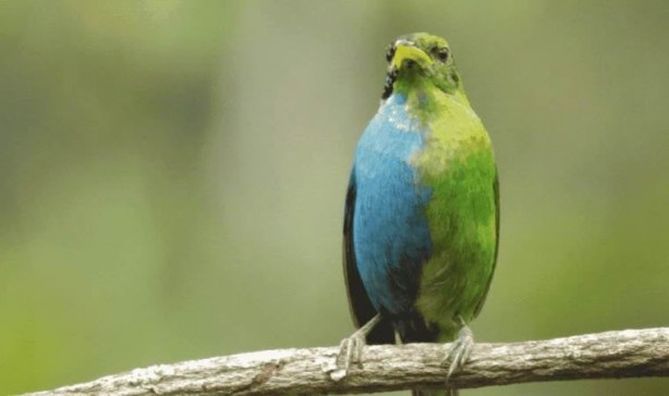 Foto - "Eyvaaah" dedirten gelişme! Kıyamet alameti o kuş orada ortaya çıktı