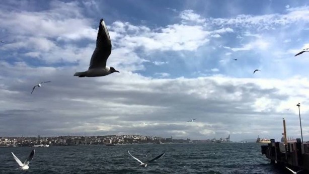Foto - "Eyvaaah" dedirten gelişme! Kıyamet alameti o kuş orada ortaya çıktı