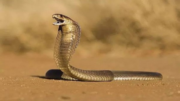 Foto - Eyvah eyvah! Afrika’nın zehirli yılanı Çöl Kobrası Türkiye’de! Isırdığını kör ediyor! O ilimizi istila ettiler
