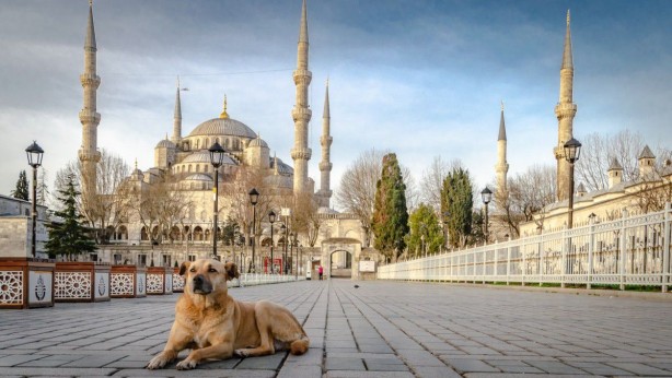 Foto - Ezan okunurken köpekler bakın neden havlarmış! Tüyleri ürperten sözler: Onları görüyorlar