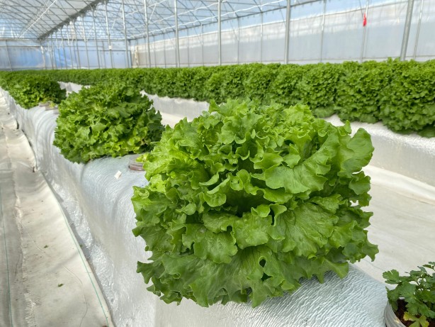 Foto - Ezberleri bozan sistem! Türkiye'de ilk kez yapıldı ama sonuç harika