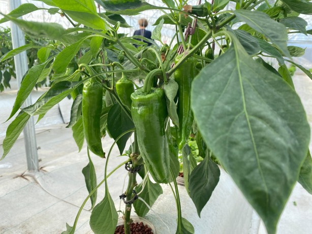 Foto - Ezberleri bozan sistem! Türkiye'de ilk kez yapıldı ama sonuç harika