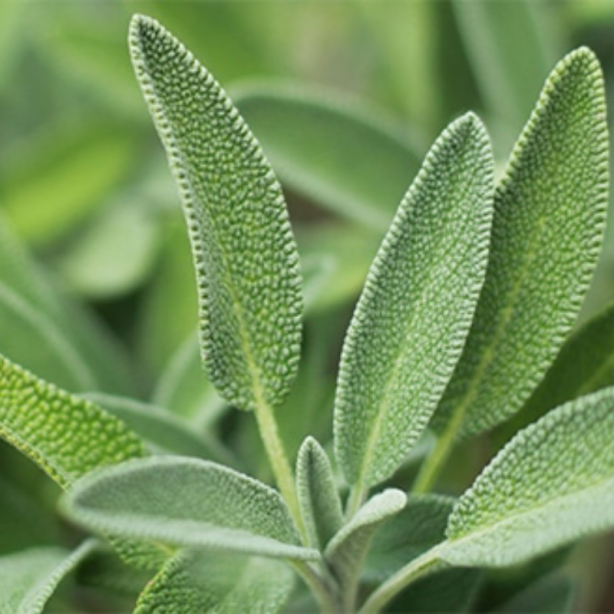 Ezberleri bozan yöntemi açıklıyoruz! Boyatmaya gerek yok! 1 saat bekletince saçlar eski rengine dönüyor! Saç neden beyazlar? Beyaz saç koparılınca çoğalır mı?