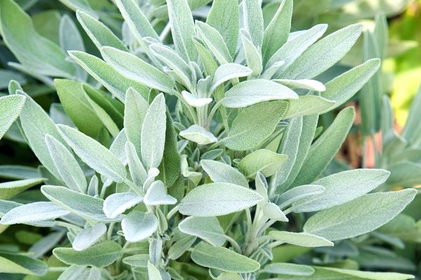 Foto - Ezberleri bozan yöntemi açıklıyoruz! Boyatmaya gerek yok! 1 saat bekletince saçlar eski rengine dönüyor! Saç neden beyazlar? Beyaz saç koparılınca çoğalır mı?