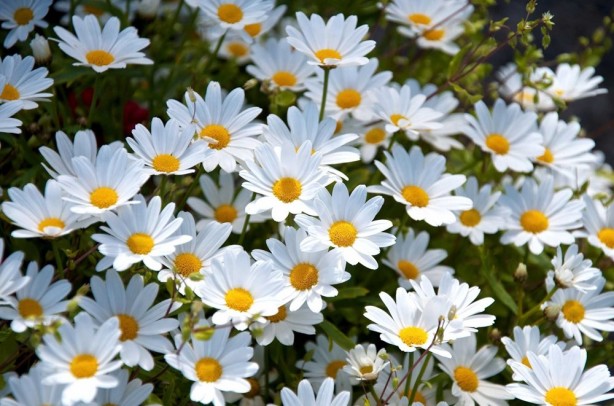 Foto - Ezberleri bozan yöntemi açıklıyoruz! Boyatmaya gerek yok! 1 saat bekletince saçlar eski rengine dönüyor! Saç neden beyazlar? Beyaz saç koparılınca çoğalır mı?