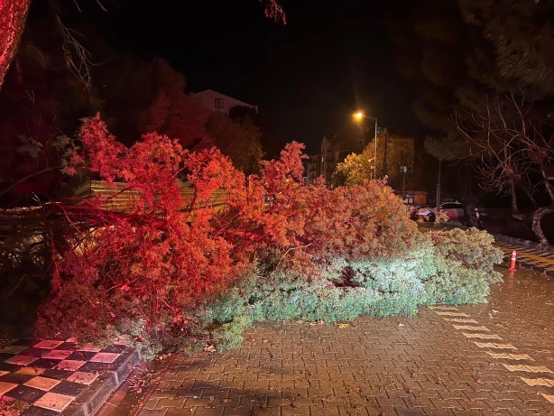 Ezine’de fırtına nedeniyle ağaç devrildi, kapanan yol belediye ekiplerince açıldı