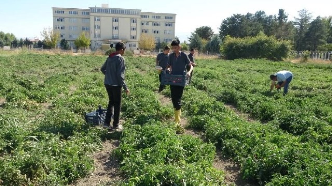 Foto - Fabrika gibi okul! Bir avuç tohumla başlayıp kazanç kapısı açtılar