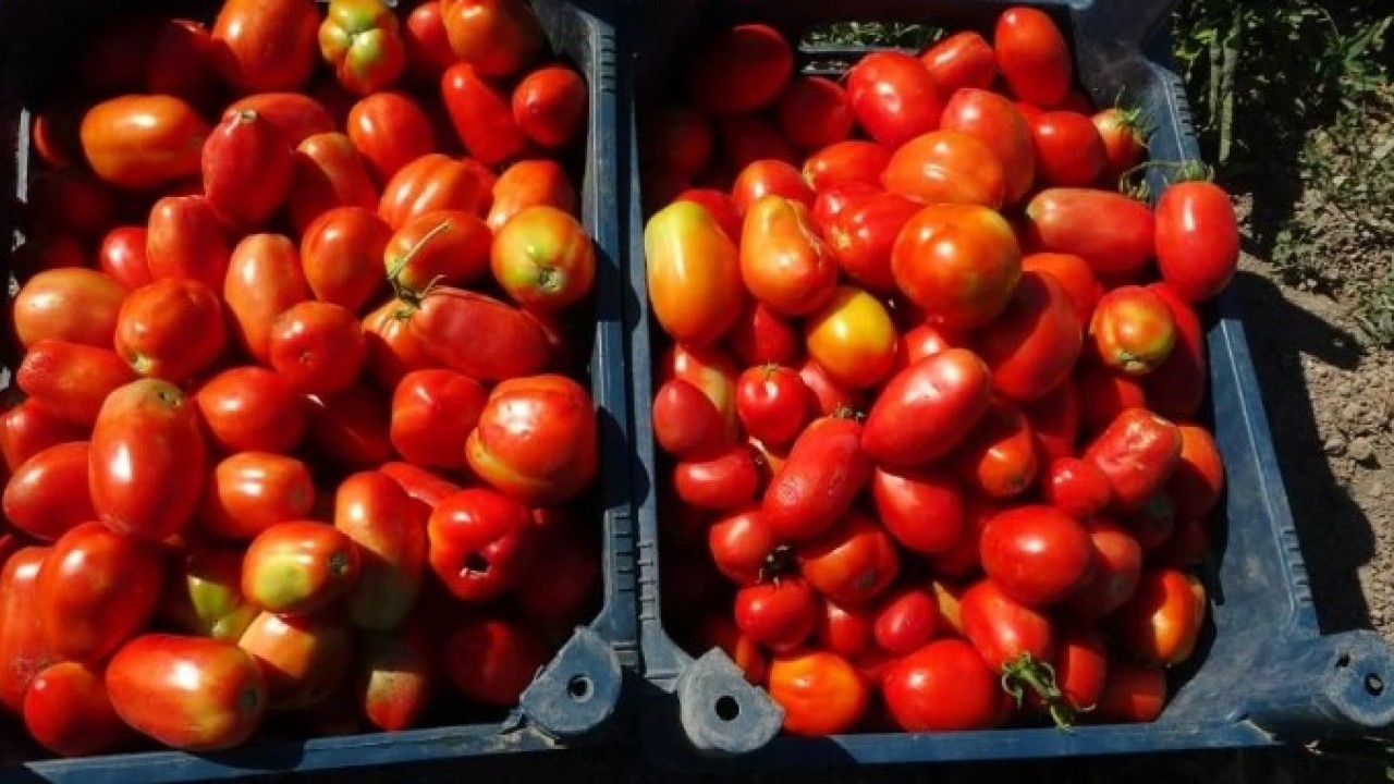 Foto - Fabrika gibi okul! Bir avuç tohumla başlayıp kazanç kapısı açtılar