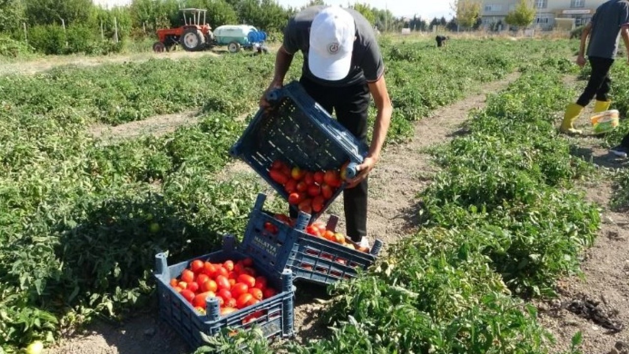 Foto - Fabrika gibi okul! Bir avuç tohumla başlayıp kazanç kapısı açtılar