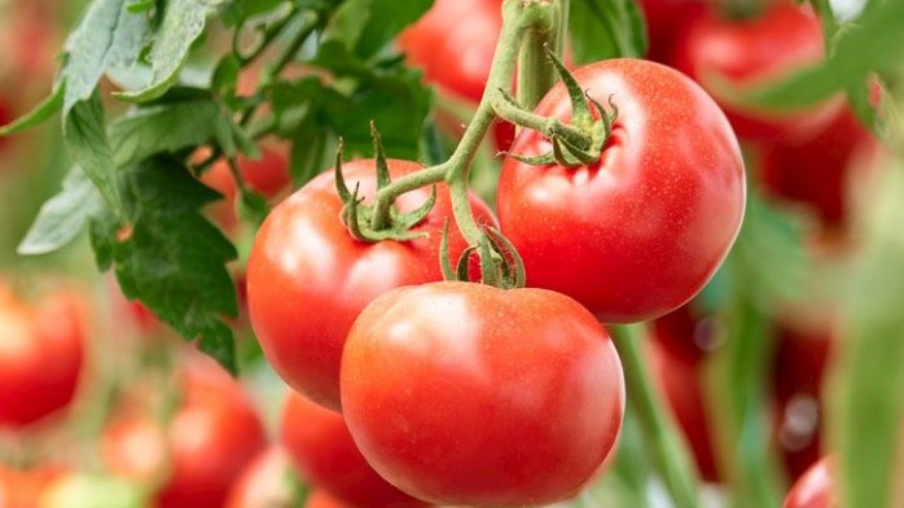 Fabrika gibi okul! Bir avuç tohumla başlayıp kazanç kapısı açtılar