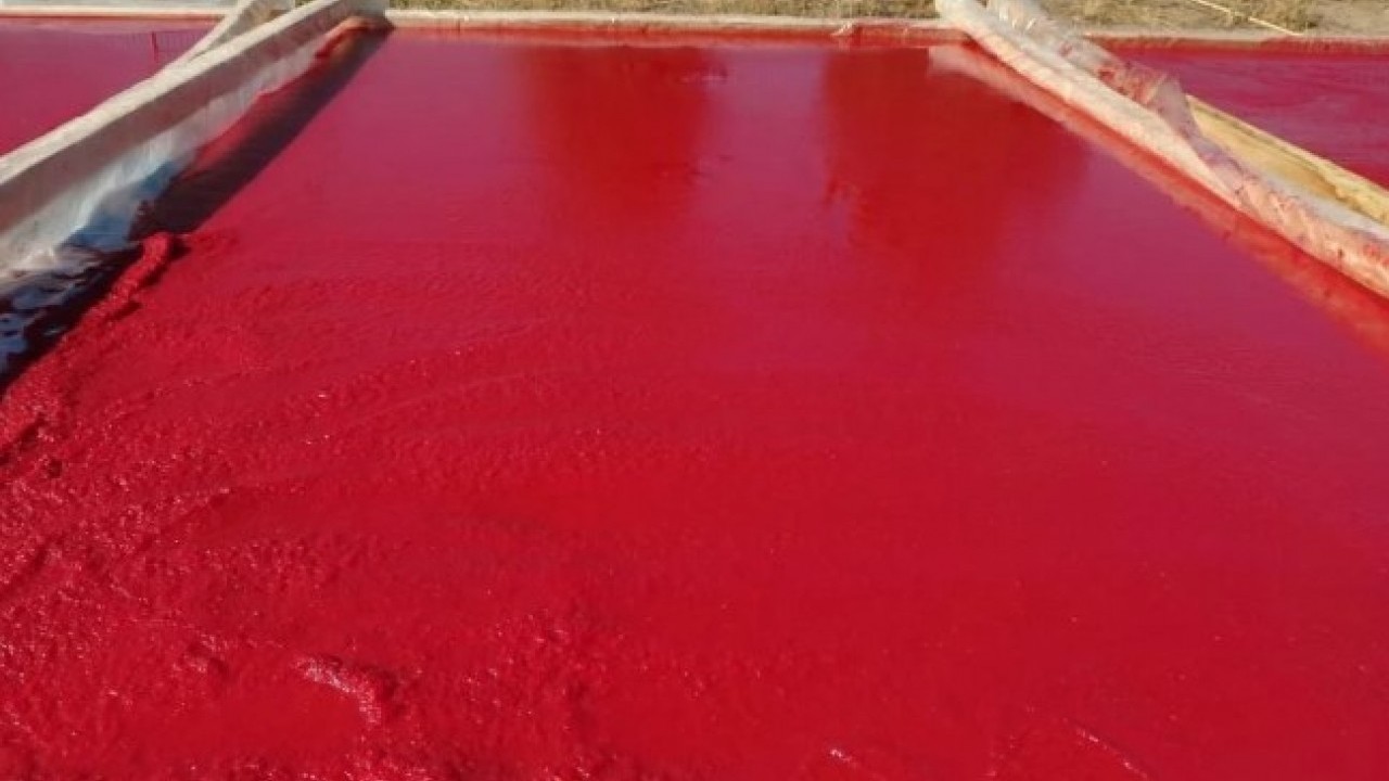 Foto - Fabrika gibi okul! Bir avuç tohumla başlayıp kazanç kapısı açtılar