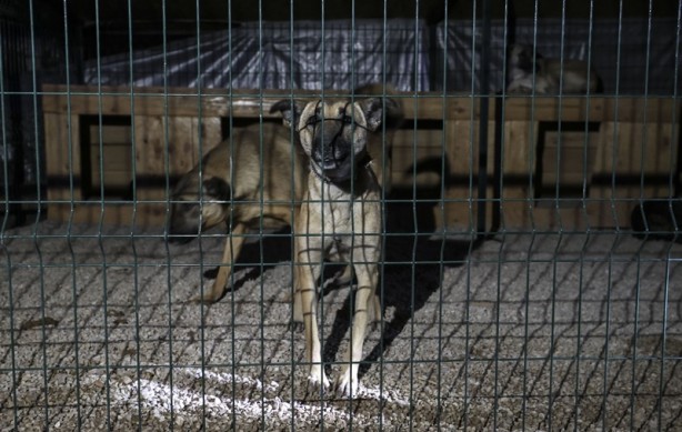 Foto - Facia son anda önlendi! Onlarca köpek cayır cayır yanacaktı