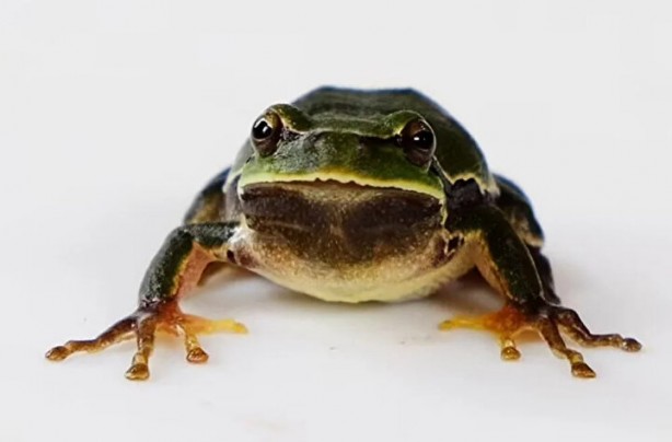 Foto - Faciadan 36 yıl sonra! Hayvanlar siyah renkte doğmaya başladı