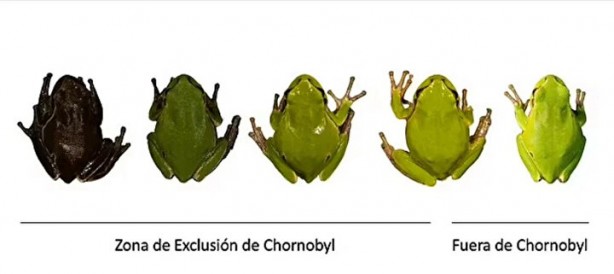 Foto - Faciadan 36 yıl sonra! Hayvanlar siyah renkte doğmaya başladı