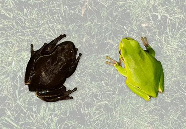 Foto - Faciadan 36 yıl sonra! Hayvanlar siyah renkte doğmaya başladı