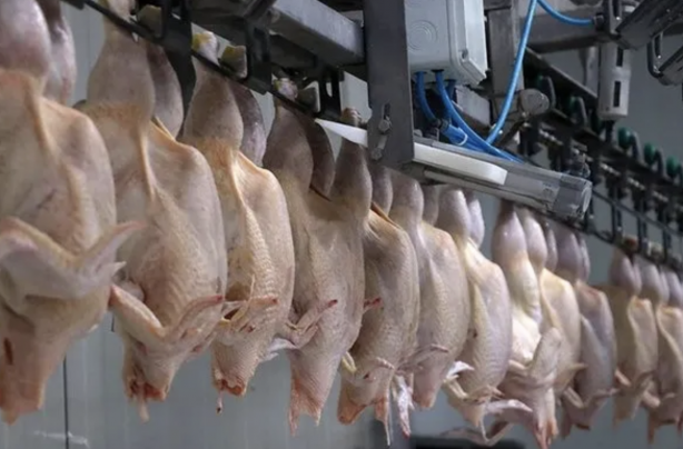 Foto - Fahiş fiyatlar sonrası Ticaret Bakanlığı harekete geçti! Tavuk eti ihracatı sınırlandı!