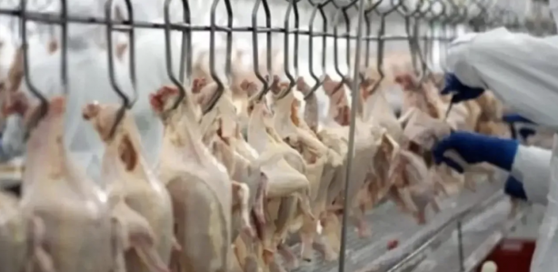 Foto - Fahiş fiyatlar sonrası Ticaret Bakanlığı harekete geçti! Tavuk eti ihracatı sınırlandı!