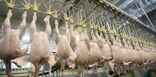 Fahiş fiyatlar sonrası Ticaret Bakanlığı harekete geçti! Tavuk eti ihracatı sınırlandı!