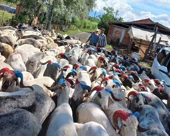 Fanatik besicinin yaptığına bakın