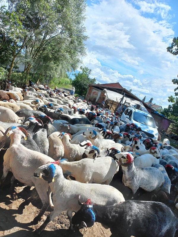 Foto - Fanatik besicinin yaptığına bakın
