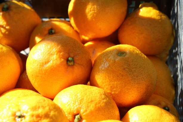 Foto - Fas ve Mısır pahalı geldi! Rusya, Türkiye'den o ürünü almaya başladı... Tonlarca aldılar, hala da istiyorlar