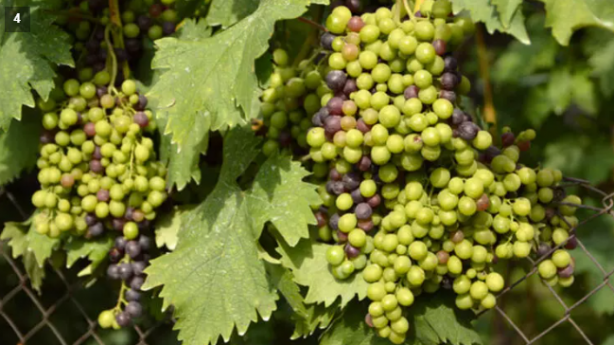 Foto - Fatih Sultan Mehmet'in tarihe geçen içeceği! Her tanesinde ayrı bir şifa var