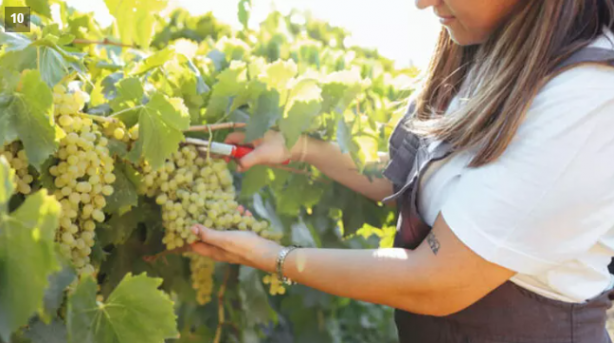 Foto - Fatih Sultan Mehmet'in tarihe geçen içeceği! Her tanesinde ayrı bir şifa var