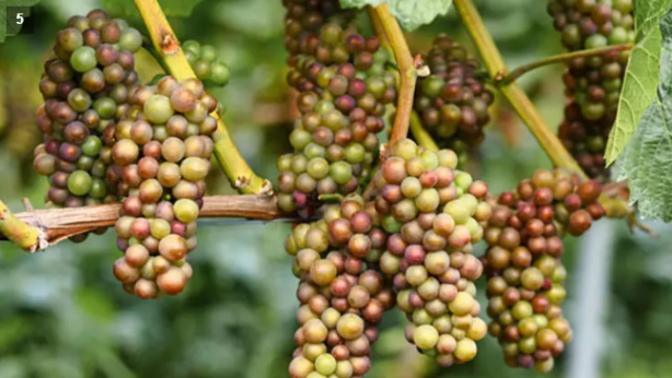 Foto - Fatih Sultan Mehmet'in tarihe geçen içeceği! Her tanesinde ayrı bir şifa var