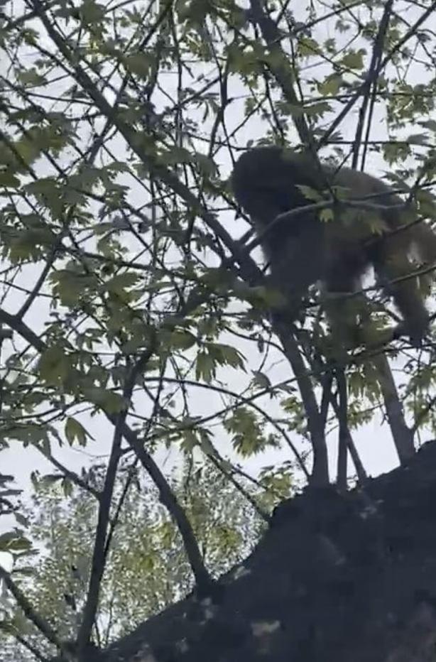 Foto - Fatih’de başıboş maymun görüldü! Vatandaş yakalamaya çalıştı! Kim soktu bunları Türkiye’ye?