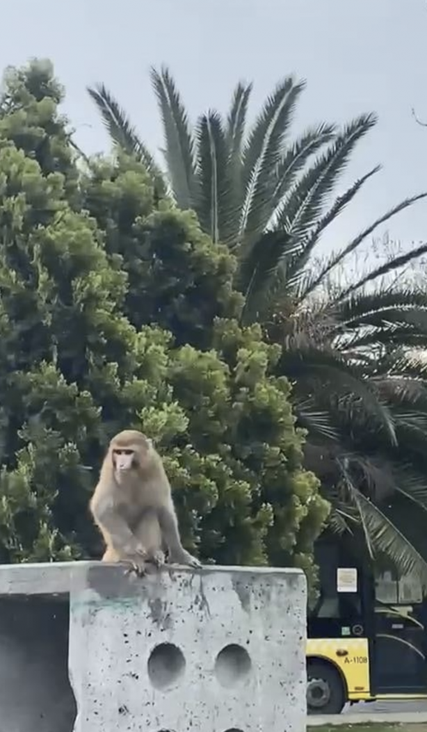 Foto - Fatih’de başıboş maymun görüldü! Vatandaş yakalamaya çalıştı! Kim soktu bunları Türkiye’ye?