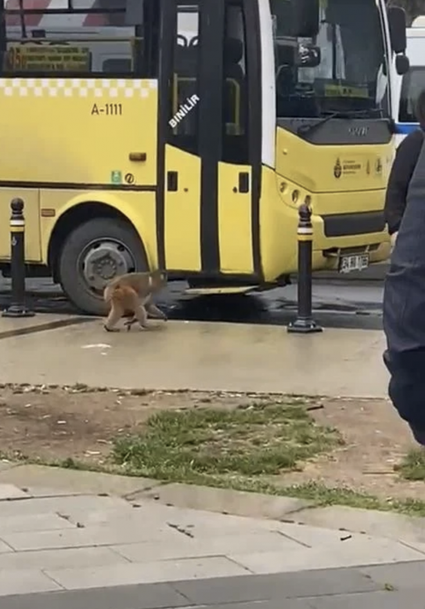 Fatih’de başıboş maymun görüldü! Vatandaş yakalamaya çalıştı! Kim soktu bunları Türkiye’ye?