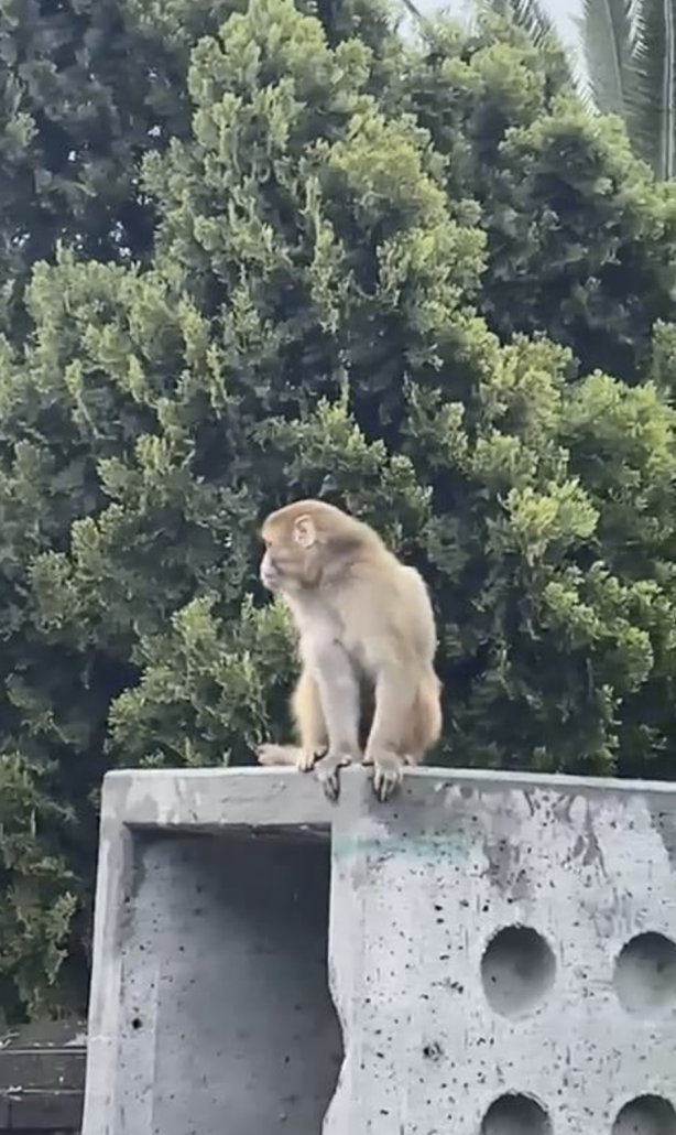 Foto - Fatih’de başıboş maymun görüldü! Vatandaş yakalamaya çalıştı! Kim soktu bunları Türkiye’ye?