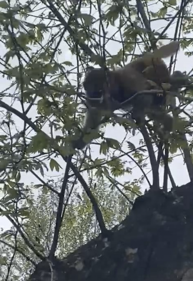 Foto - Fatih’de başıboş maymun görüldü! Vatandaş yakalamaya çalıştı! Kim soktu bunları Türkiye’ye?