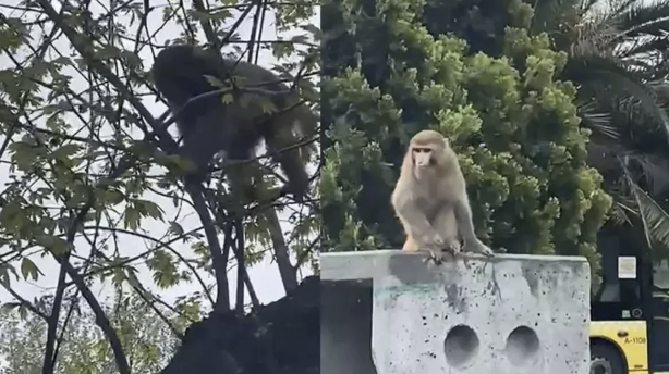 Foto - Fatih’de başıboş maymun görüldü! Vatandaş yakalamaya çalıştı! Kim soktu bunları Türkiye’ye?