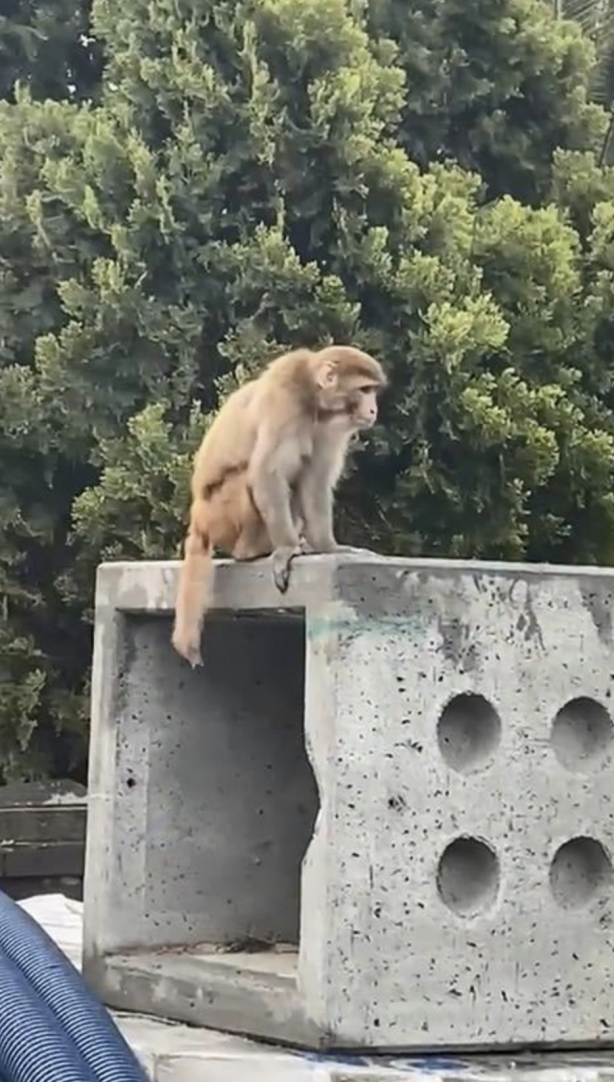 Foto - Fatih’de başıboş maymun görüldü! Vatandaş yakalamaya çalıştı! Kim soktu bunları Türkiye’ye?